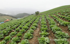 고랭지 배추 무럭무럭