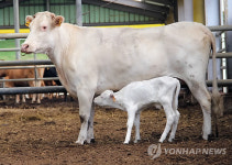 국립축산과학원, 백색 한우 복원키로