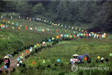 정선 함백산 야생화 축제