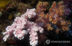 제주 북부 연안서 연산호 군락 발견