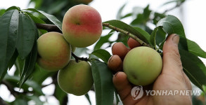 이천 장호원 복숭아 이상기후와 전쟁중