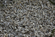 하동화력발전소, 취수구로 몰려든 게떼에 비상