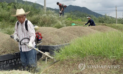 추석 앞두고 벌초 손길 분주