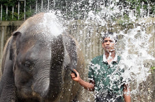 코끼리의 막바지 여름나기
