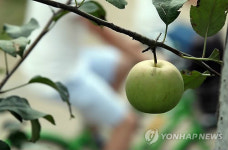 사과가 자라는 계절