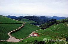 배추고도 태백 귀네미마을 짙푸른 풍광 절정