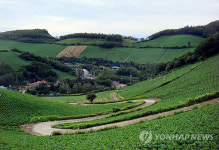 배추고도 태백 귀네미마을 짙푸른 풍광 절정
