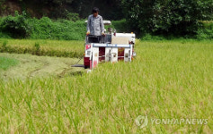 <카메라뉴스> 옥천서 추석 앞두고 벼베기