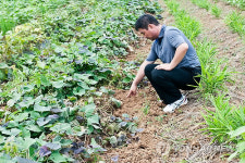 멧돼지가 남긴 흔적