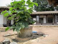 박 前대통령 하숙집 우물서 오동나무 자생