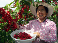 남원 고랭지 오미자 첫 수확