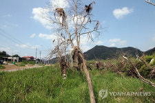 한달 넘게 방치된 흉물스런 북한강변