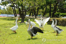 가을볕 아래 일광욕(?) 즐기는 KAIST 거위들 .