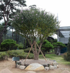 부친묘 지키던 무궁화..충북경찰청으로 이사