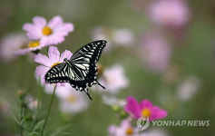 코스모스 사이로