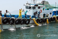 태안 수산종묘 방류 효과 톡톡