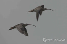 <카메라뉴스> 남해 갯벌 찾은 희귀 철새들