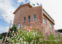 <카메라뉴스> 보령서 가을의 전령 코스모스 활짝
