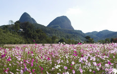 <카메라뉴스> 진안 마이산 코스모스 꽃밭 장관