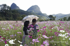 <카메라뉴스> 진안 마이산 코스모스 꽃밭 장관