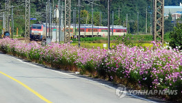 기차와 코스모스