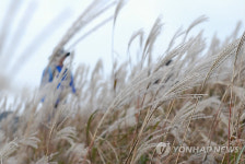  억새꽃 아름다운 충남 오서산