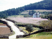 <카메라뉴스> 슬로시티 완도 청산도의 가을