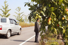 국도변 가로수에 대추가 주렁주렁