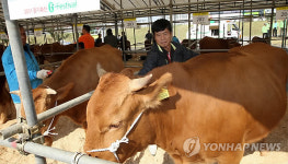 내가 경기도 최고 한우