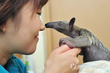 에버랜드 동물원에서 태어난 작은개미핥기