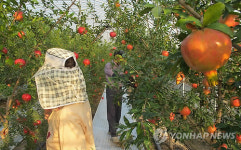 <카메라뉴스> 석류 익어가는 계절