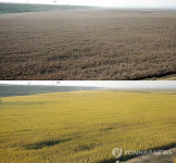 충남 서산간척지 벼농사 풍년