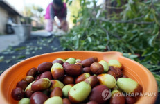 춘천 농촌마을 대추수확