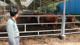 불안한 한우 농가