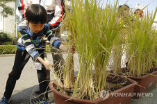 대전 원평초의 이색 가을걷이