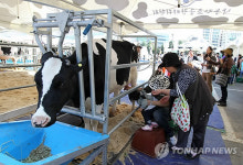 부산서 도심속 목장 체험