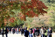 강원 유명산 강풍 속 가을정취 탐방객 `북적