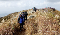 억새로 뒤덮인 충남 오서산