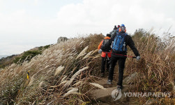 억새로 뒤덮인 충남 오서산
