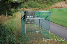 골프장 페어웨이까지 곳곳 파헤치는 까치떼