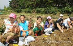 울산최대 어린이 영농행사..고구마 수확제