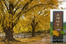 <카메라뉴스> 황금빛 은행나무 보령 장밭마을
