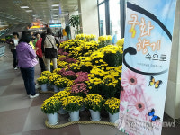 대구공항서 국화향기 맡으세요