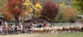 서울대공원, 양떼몰이 시범