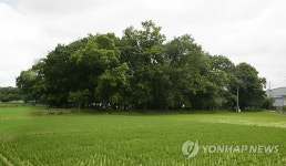 포항 여인의 숲