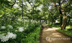 포항 여인의 숲