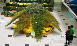 국화옆에서..보령시청 국화꽃 향연