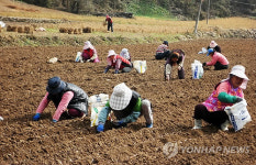 단양 육쪽마늘 파종..분주한 손길