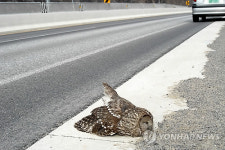강원 고속道 로드킬 악명..전국의 25% 발생