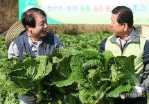 배추가 풍년이네